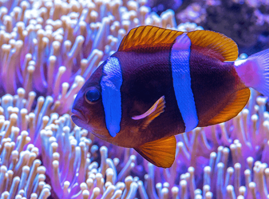 Blue and Pink Tang Fish