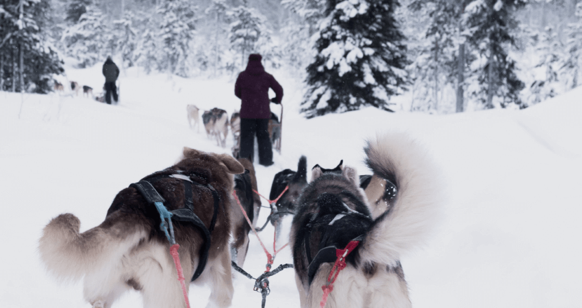 Winter fair fun